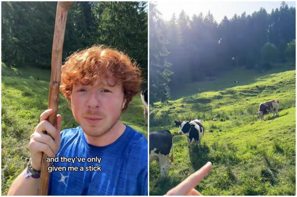 Reacţia unui american aflat în vacanţă în România, după ce s-a trezit pe o pajişte plină de vaci. "Mi-au dat doar un băţ, trebuie să ducem vacile acasă"