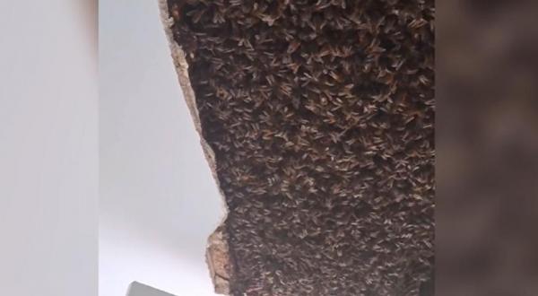 Descoperirea făcută de o familie în tavanul casei din Scoţia. Nepoţii s-au plâns că nu pot dormi din cauza zgomotului