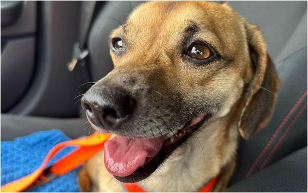 Patrocle a fost găsit, după 2 luni şi jumătate. Căţelul a fost căutat de sute de oameni în Bucureşti