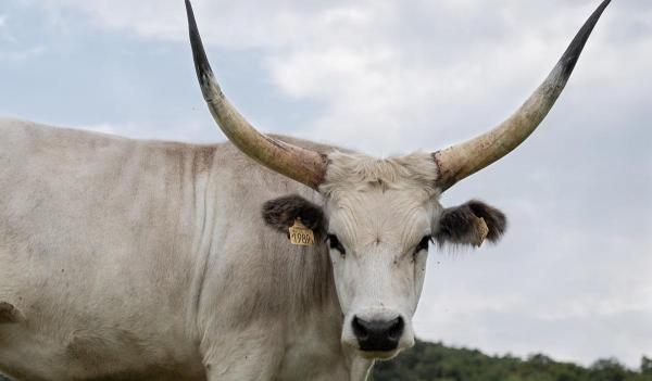 Un bărbat de 66 de ani a ajuns la spital, după ce a fost lovit de un taur la Mănăstirea Bârnova