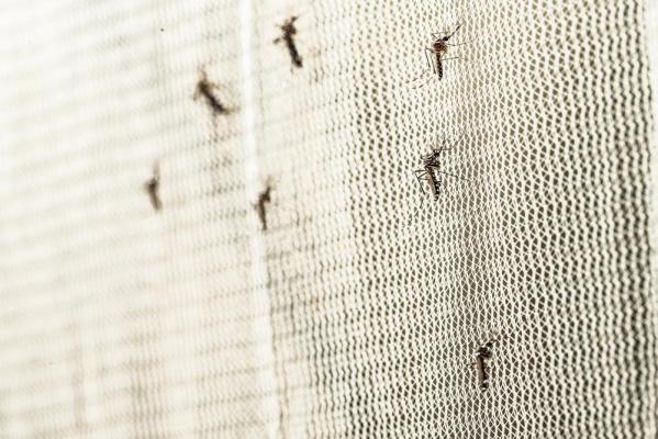 Şapte cazuri de infectare cu West Nile, confirmate până acum în România. Judeţele unde au fost înregistrate