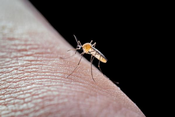 Trei cazuri de infecţie cu West Nile în Suceava. Un pacient a decedat, altul este în stare gravă