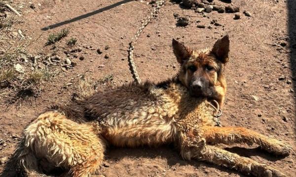 Amenda primită de un bărbat din Bihor, care şi-a chinuit cumplit câinele. În ce stare a fost găsit ciobănescul german