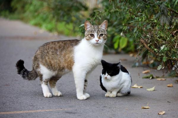 Amendă uriaşă pentru o tânără din Reghin care a abandonat pe stradă cinci pisici