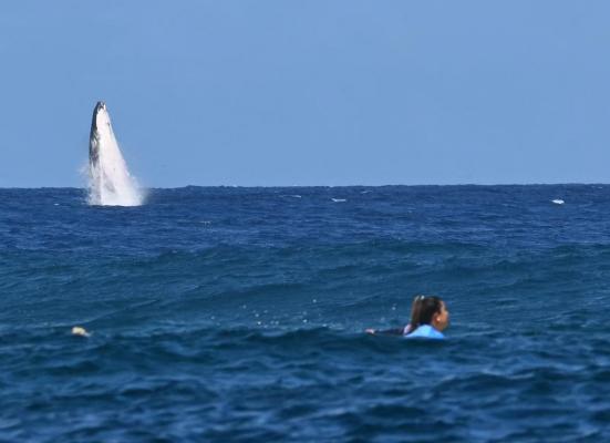 O balenă a apărut în primul rând la semifinalele probei de surfing de la JO 2024. A lăsat oamenii cu gura căscată înainte de a dispărea