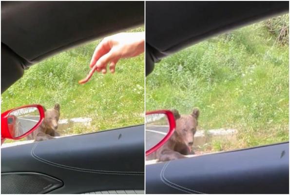 Fraţii Tate, amendaţi după ce s-au filmat în timp ce hrănesc un urs