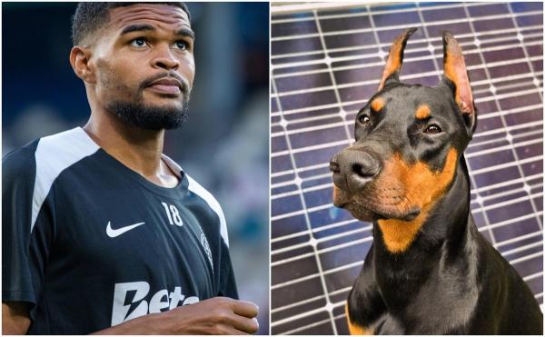 Câinele doberman al fotbalistului FCSB Malcom Edjouma a sărit la o fetiţă într-un parc din Bucureşti