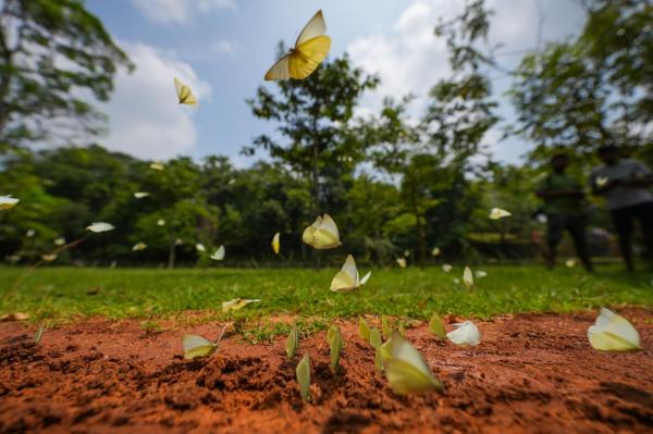 Doi italieni, tată şi fiu, amendaţi cu o sumă uriaşă pentru transport ilegal de insecte protejate. "Hoţii de fluturi" voiau să dea lovitura în Sri Lanka