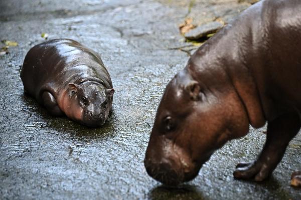 Un pui de hipopotam de la o grădină zoologică din Thailanda, vedetă pe internet. Moo Deng atrage mii de vizitatori zilnic