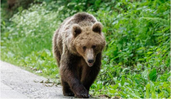 Două persoane, atacate de urs într-o localitate din Braşov. A fost emis un mesaj RO-Alert