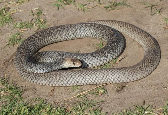 Un bărbat din Gorj a găsit un şarpe de 1,5 metri în maşină. Animalul stătea acolo de trei zile