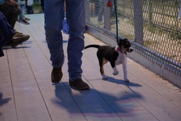 Bătrân de 80 de ani, ucis cu sânge rece în timp ce îşi plimba câinele într-un parc din UK. Cinci adolescenţi au fost arestaţi