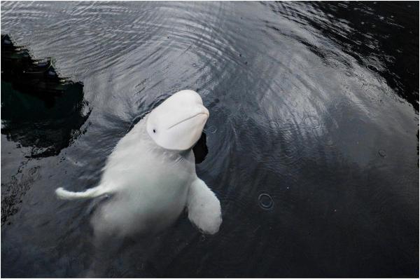 Hvaldimir, presupusa belugă-spion a Rusiei, ar fi fost ucisă intenţionat. Avea pe corp mai multe răni provocate de gloanțe