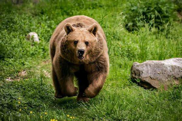 Mesaj RO-Alert pentru prezenţa unui urs, trimis din greşeală către o altă localitate