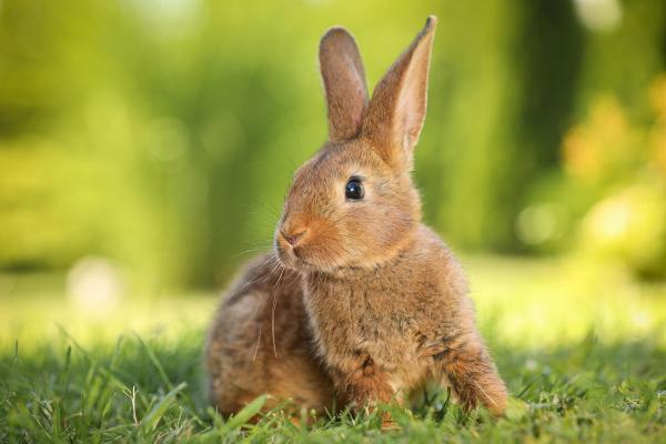 Moartea suspectă a zeci de animale, anchetată