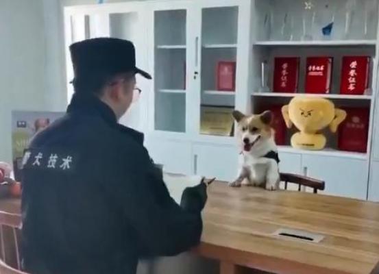 Un câine poliţist, vedetă în China după ce şi-a pierdut bonusul de final de an: a adormit în timpul programului