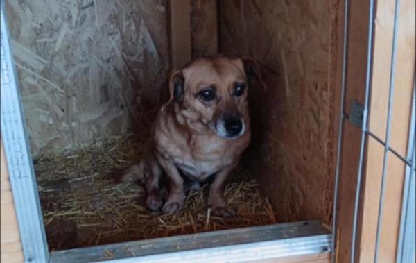 Marinel a fost adus înapoi la adăpost de familia care îl adoptase în urma cu 5 ani. Motivul a stârnit indignare: "O amendă zdravănă, să-i sature"