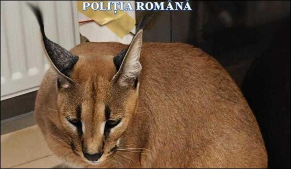 Râși africani, crescuți într-o curte din Argeș. Proprietarul îi ţinea ca animale de companie 