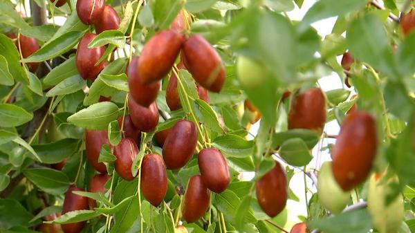 Patria pepenilor ar putea deveni patria curmalelor. Fructul, din ce în ce mai căutat