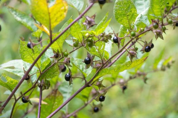 Doi copii de 3 şi 4 ani din Turda au ajuns în stare critică la spital, după ce s-au intoxicat cu mătrăgună