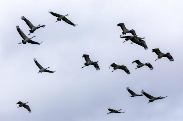 Gripă aviară în Germania: Peste 400.000 de păsări au fost sacrificate