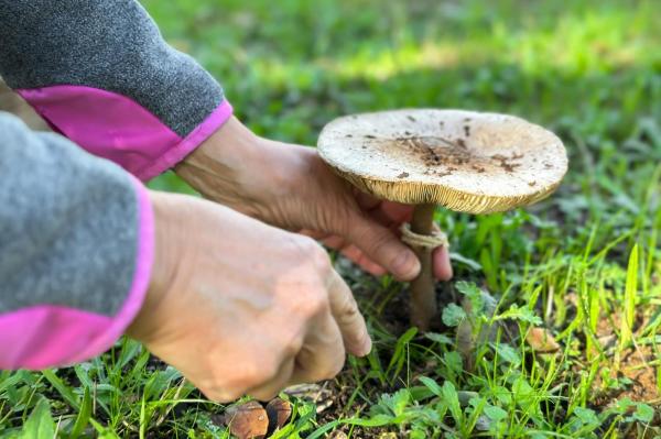 Mamă și fiică, pierdute în pădure după ce au plecat la cules de ciuperci. Au fost găsite la 6 km de casă