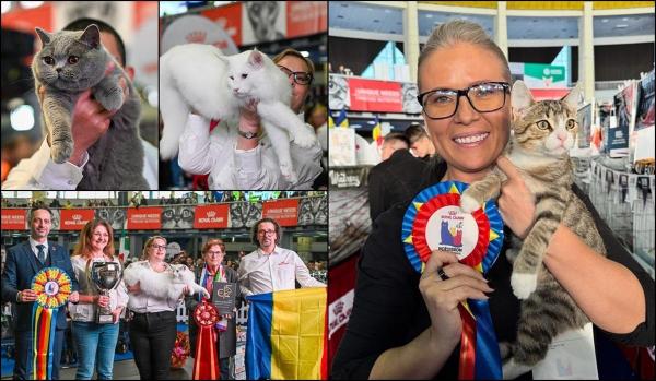 Cele mai frumoase feline din lume