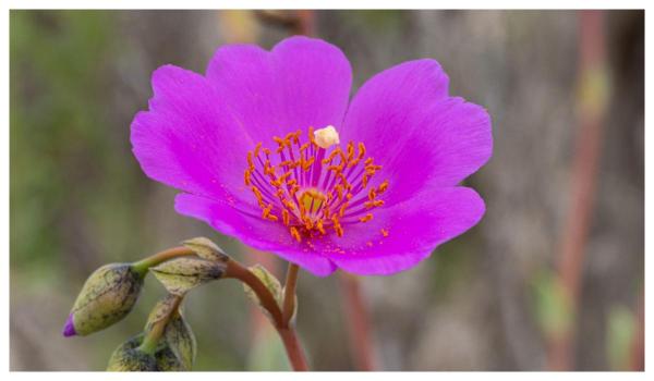 O floare din deşertul Atacama ar putea deţine cheia pentru culturi agricole rezistente la secetă