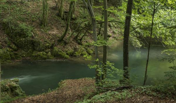 Accident mortal într-o pădure din Cluj. Un bărbat de 60 de ani și-a pierdut viața