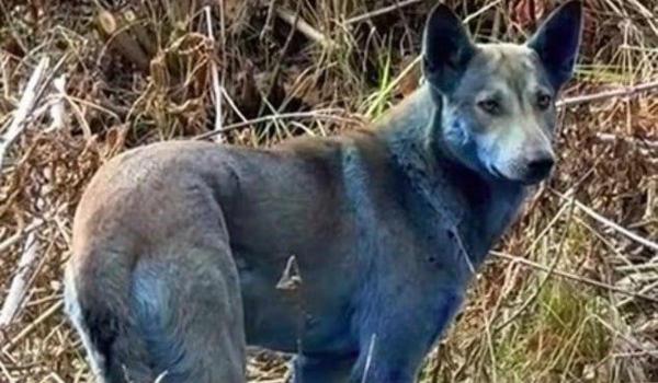 De ce au devenit albaștri câinii de la Cernobîl. Explicația specialiștilor