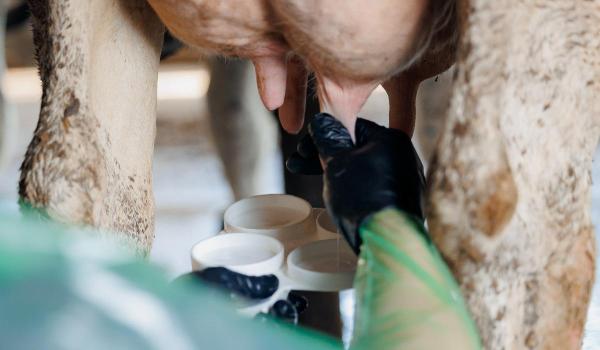 Cum a ajuns România pe ultimul loc din Europa la producţia de lapte de vacă