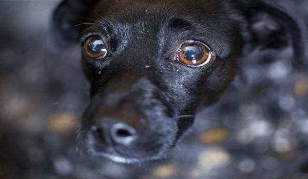 Mii de oameni cer interzicerea petardelor şi artificiilor în Capitală, pentru protejarea animalelor