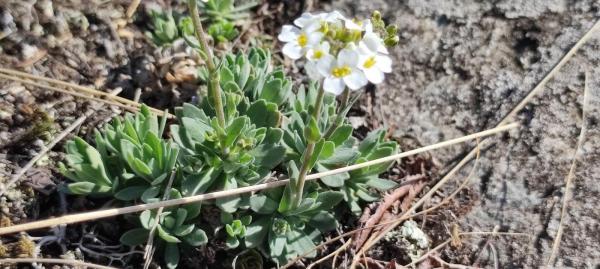 O plantă unică în România, descoperită pe malul Lacului Stânca- Costeşti. Mai este doar în Moldova şi Ucraina
