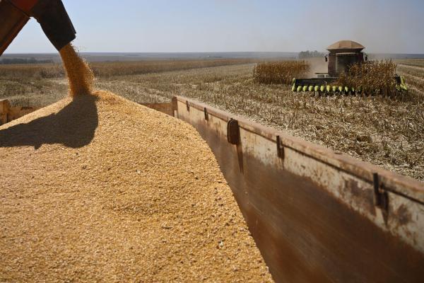 România, pe primul loc în UE la exportul de cereale. Performanțe istorice şi în comerțul cu animale vii