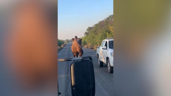 Ce caută o cămilă pe front? Ucrainenii au capturat animalul pe frontul din Harkov: ce spune Armata Rusă