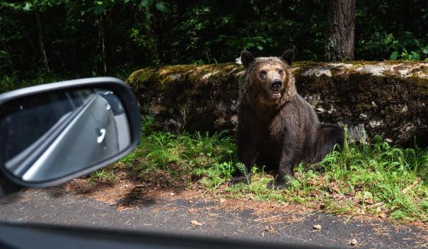 Urșii care intră în localități pot fi împușcați. Hrănirea lor, sancţionată cu amenzi de până la 30.000 de lei