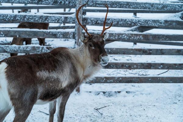 Renul "Rudolph", surprins pe o plajă din Marea Britanie, după ce a evadat de la un eveniment tematic