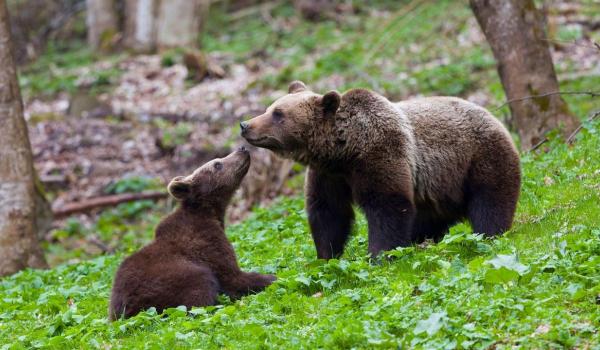 Ministrul Mediului: România are cea mai mare diversitate genetică de urși bruni, cu până la 12700 de exemplare