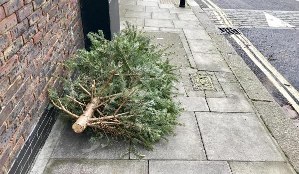 Au tăiat bradul de Crăciun al comunităţii, plantat în memoria soldaţilor, imediat după aprinderea luminiţelor