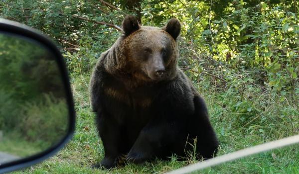 Cât costă o partidă de vânătoare de urs în România. Urşii bruni, adevărate trofee
