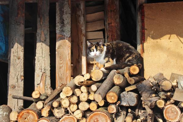 Romsilva lansează magazin online.  Românii pot cumpăra lemne de foc de pe romsilva.store