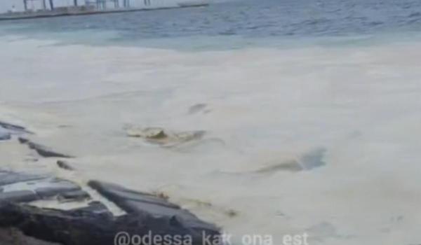 Marea Neagră, poluată cu ulei de floarea-soarelui după atacurile rusești din Odesa. Zeci de păsări au murit