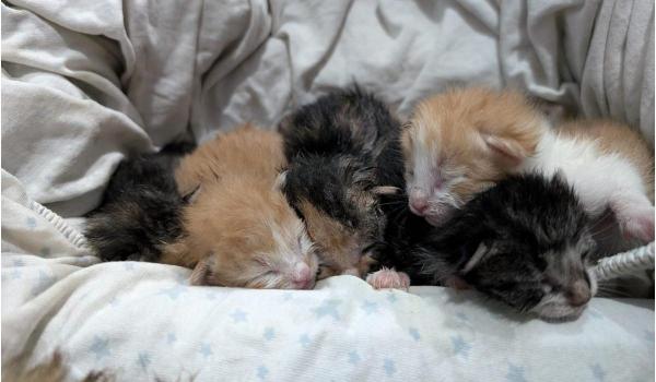 Opt pui de pisică, ucişi de gripă de aviară. Specialişti: Este dovada că virusul se transmite şi la mamifere