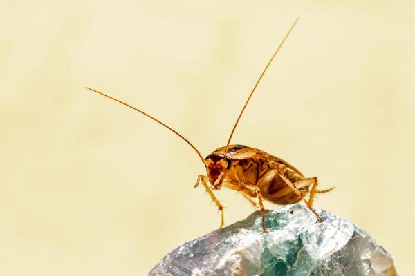 Semnele infestării cu gândaci de bucătărie și când să apelezi la servicii profesionale de dezinsecție