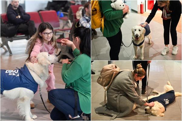 Un Golden Retriever, remediul pentru frica de zbor pe aeroportul din Skopje. Dino calmează pasagerii înainte de decolare