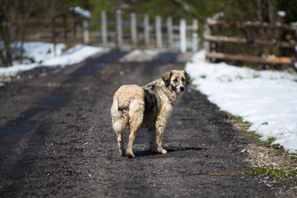 câine vagabond pe o stradă din România
