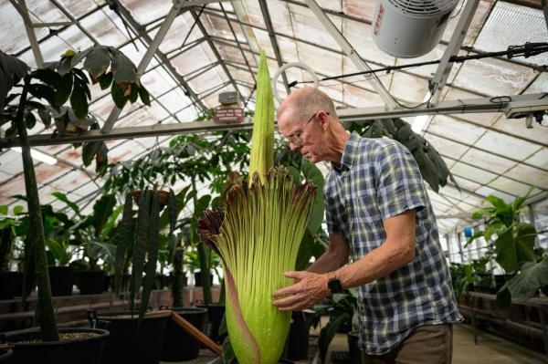 Amorphophallus titanum