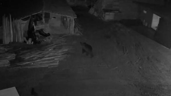 Ursi surprinşi de camere în sat