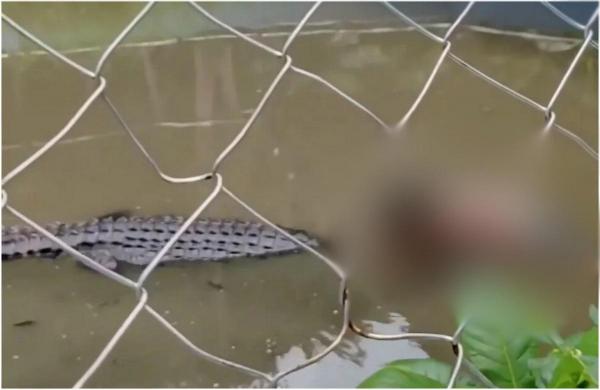 Turist, aproape de moarte după ce a intrat în cușca unui crocodil de la zoo ca să facă un selfie