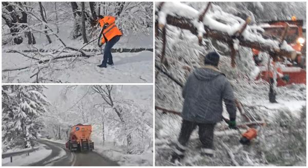Copac dărâmat de ninsoare peste un microbuz cu pasageri, în Neamţ. Zăpada face pagube în "iarna" din toiul lui aprilie